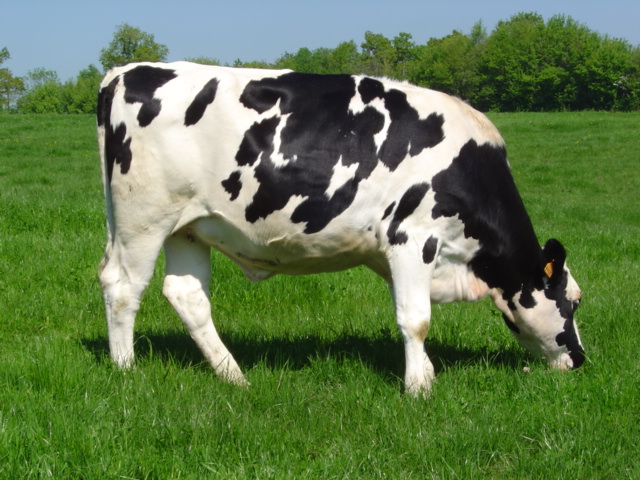 Holstein_heifer.jpg